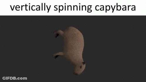 A Picture Of A Bear That Is Vertically Spinning With Caption Vertically Spinning Capybara GIF