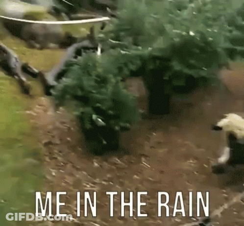 A Picture Of A Bear With The Words " Me In The Rain " On The Bottom GIF