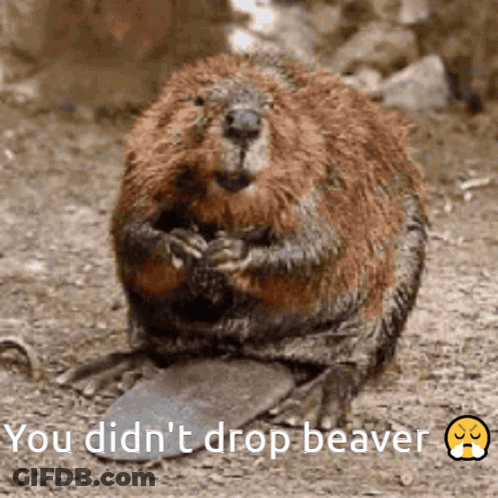 A Picture Of A Beaver With The Words " You Did N't Drop Beaver " Next To It GIF