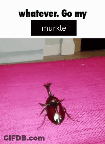 A Picture Of A Beetle On A Pink Rug With Whatever Go My Murkle Written Above It GIF