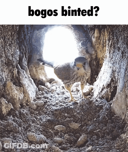 A Picture Of A Bird In A Hole With The Words Bogos Binted Below It GIF