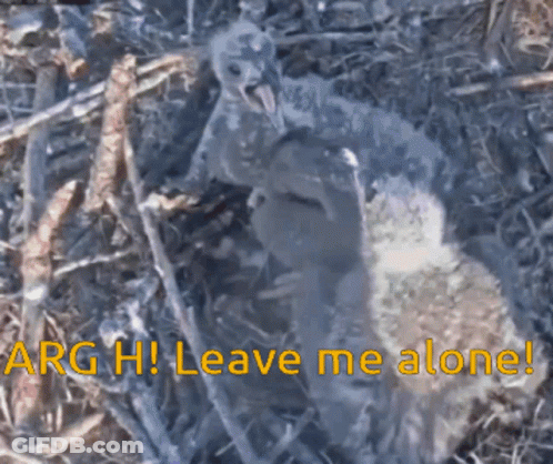 A Picture Of A Bird In A Nest With The Words " Arg Hi Leave Me Alone " GIF