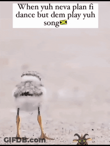 A Picture Of A Bird With A Caption That Says When Yuh Neva Plan Fi Dance But Dem Play Yuh Song GIF