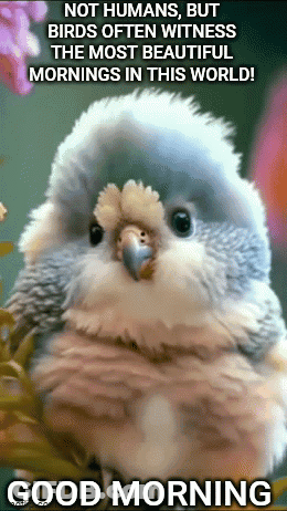 A Picture Of A Bird With The Words " Not Humans But Birds Often Witness The Most Beautiful Mornings In This World ! " GIF