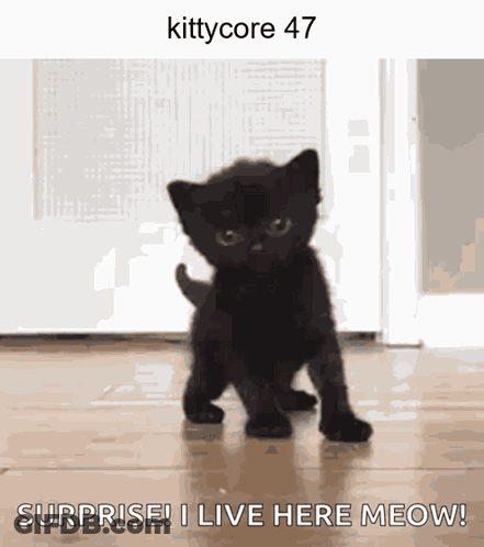 A Picture Of A Black Kitten With The Words Surprise I Live Here Meow On It GIF