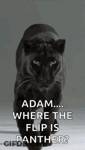 A Picture Of A Black Panther With The Caption " Adam ... Where The Flip Is Panther ? " GIF