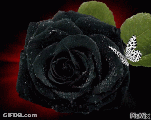 A Picture Of A Black Rose With A White Butterfly On It GIF