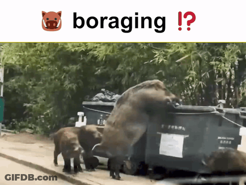A Picture Of A Boar And The Word Boraging On The Bottom GIF