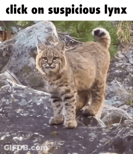 A Picture Of A Bobcat With The Words Click On Suspicious Lynx Above It GIF
