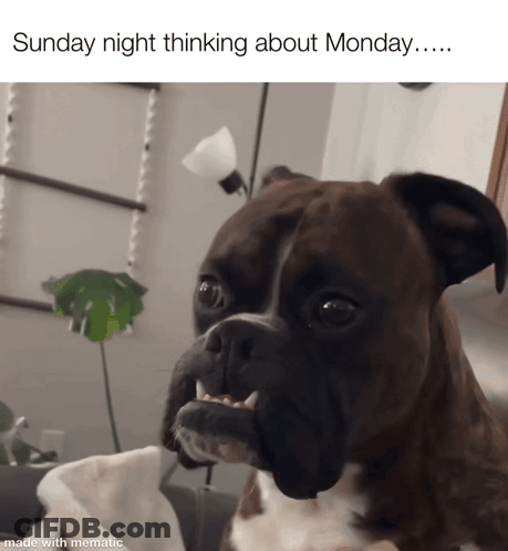 A Picture Of A Boxer Dog With The Caption Sunday Night Thinking About Monday GIF