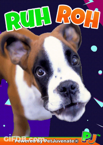 A Picture Of A Boxer Dog With The Words Ruh Roh On It GIF