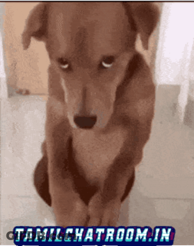 A Picture Of A Brown Dog With Tamilchatroom.in Written On It GIF