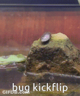 A Picture Of A Bug On A Rock With The Words Bug Kickflip Below It GIF