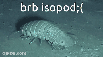 A Picture Of A Bug With The Words Brb Isopod Below It GIF