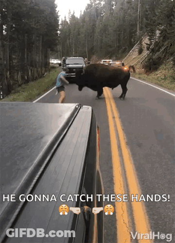 A Picture Of A Bull Walking Down A Road With The Caption He Gonna Catch These Hands GIF