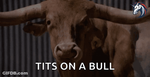 A Picture Of A Bull With The Words Tits On A Bull Above It GIF