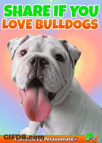 A Picture Of A Bulldog With The Words Share If You Love Bulldogs GIF