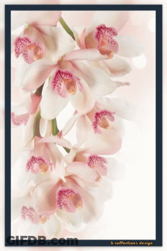 A Picture Of A Bunch Of Pink And White Flowers With The Words B Collections Design At The Bottom GIF