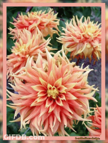 A Picture Of A Bunch Of Pink And Yellow Flowers With A Pink Border GIF