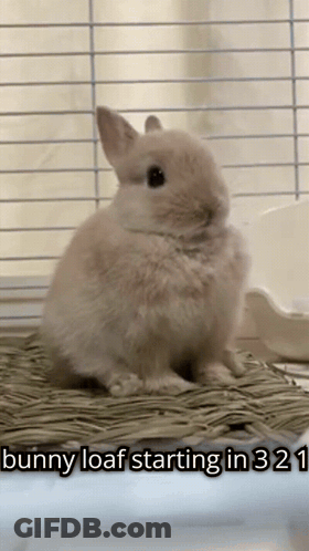 A Picture Of A Bunny Loaf Sitting In A Cage With The Caption " Bunny Loaf Starting In 321 " GIF