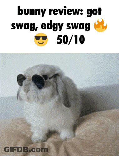A Picture Of A Bunny Wearing Sunglasses With Bunny Reviews Got Swag Edgy Swag 50/10 GIF