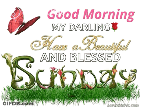 A Picture Of A Butterfly And The Words " Good Morning My Darling " GIF