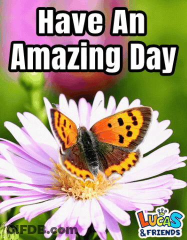 Butterfly On Flower With Have An Amazing Day Text GIF