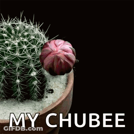 A Picture Of A Cactus With A Pink Flower And The Words My Chubee GIF