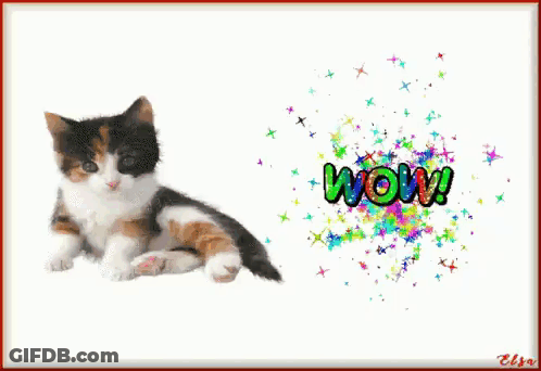 A Picture Of A Calico Kitten With The Word Wow On The Bottom GIF