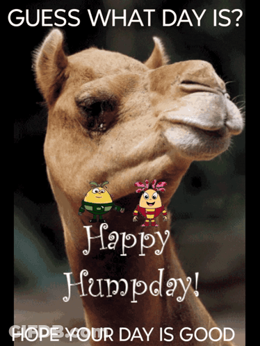 A Picture Of A Camel With A Happy Humpday Message On It GIF
