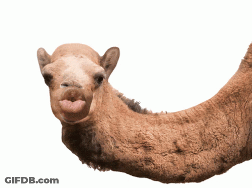A Picture Of A Camel With The Words " Guess What " Below It GIF