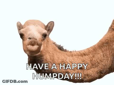 A Picture Of A Camel With The Words " Guess What Day Have A Happy Humpday " GIF