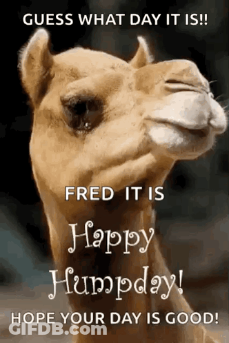 A Picture Of A Camel With The Words Guess What Day It Is Fred It Is Happy Humpday Hope Your Day Is Good . GIF