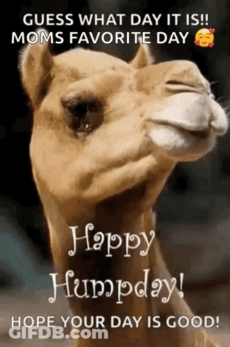 A Picture Of A Camel With The Words " Guess What Day It Is " GIF