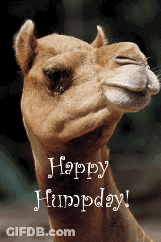 A Picture Of A Camel With The Words Happy Humpday GIF