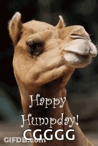 A Picture Of A Camel With The Words Happy Humpday Cggg Written On It GIF