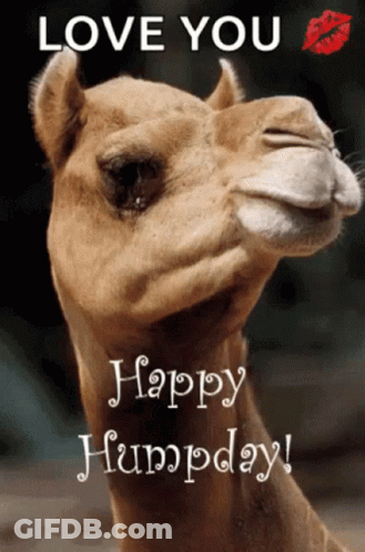 A Picture Of A Camel With The Words " Love You Happy Humpday " GIF