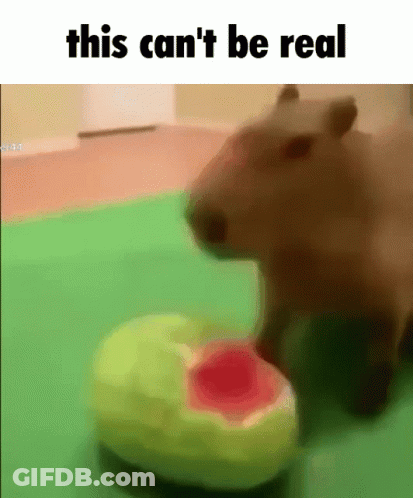 A Picture Of A Capybara Eating A Watermelon With A Caption That Says This Can 'T Be Real . GIF
