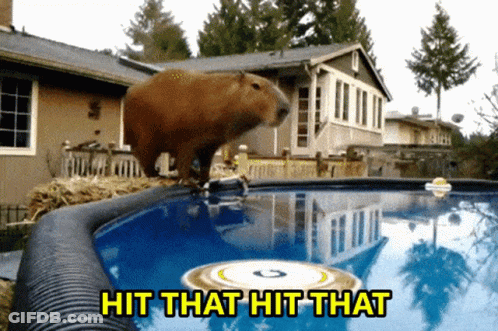 A Picture Of A Capybara Jumping Into A Pool With The Words Hit That Hit That Below It GIF