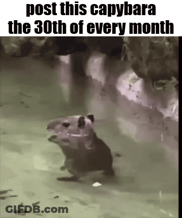 A Picture Of A Capybara Swimming In The Water With The Caption Post This Capybara The 30Th Of Every Month . GIF