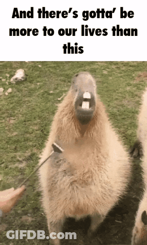 A Picture Of A Capybara With The Caption And There 'S Gotta Be More To Our Lives Than This GIF