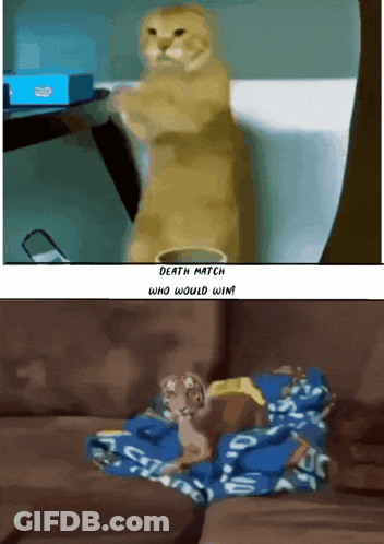 A Picture Of A Cat And A Picture Of A Cat On A Couch GIF