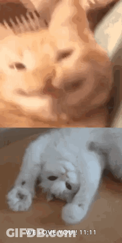 A Picture Of A Cat And A Picture Of A Dog With The Words `` We Love You !!! '' GIF