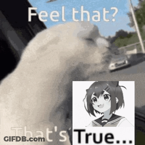 A Picture Of A Cat And A Picture Of A Girl With The Words Feel That That 'S True GIF