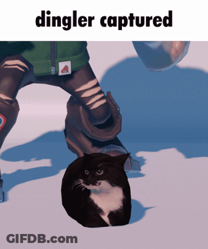 A Picture Of A Cat And The Words Dingler Captured GIF