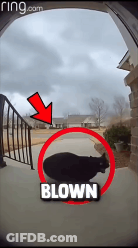 A Picture Of A Cat Being Blown By A Ring Camera GIF