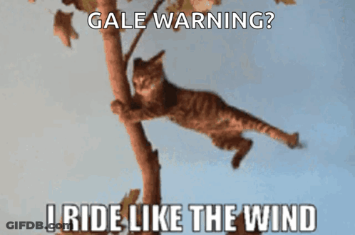 A Picture Of A Cat Hanging From A Tree Branch With The Caption Gale Warning I Ride Like The Wind GIF