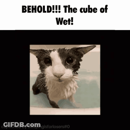A Picture Of A Cat In A Bathtub With The Caption " Behold The Cube Of Wet " GIF