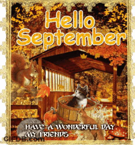 A Picture Of A Cat In A Bucket With The Words Hello September GIF