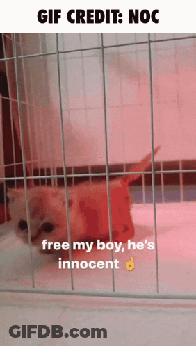 A Picture Of A Cat In A Cage With The Caption Free My Boy He 'S Innocent GIF